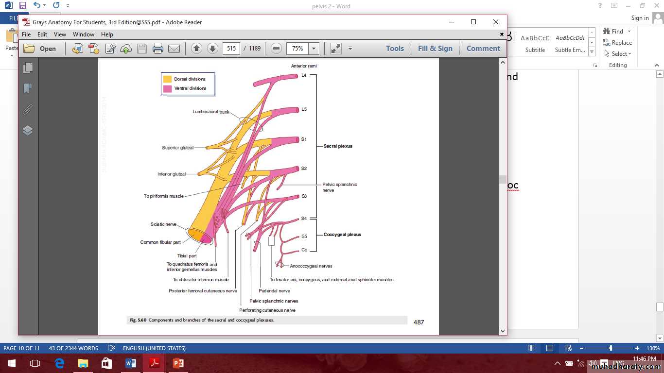 Pelvis 2 ppt