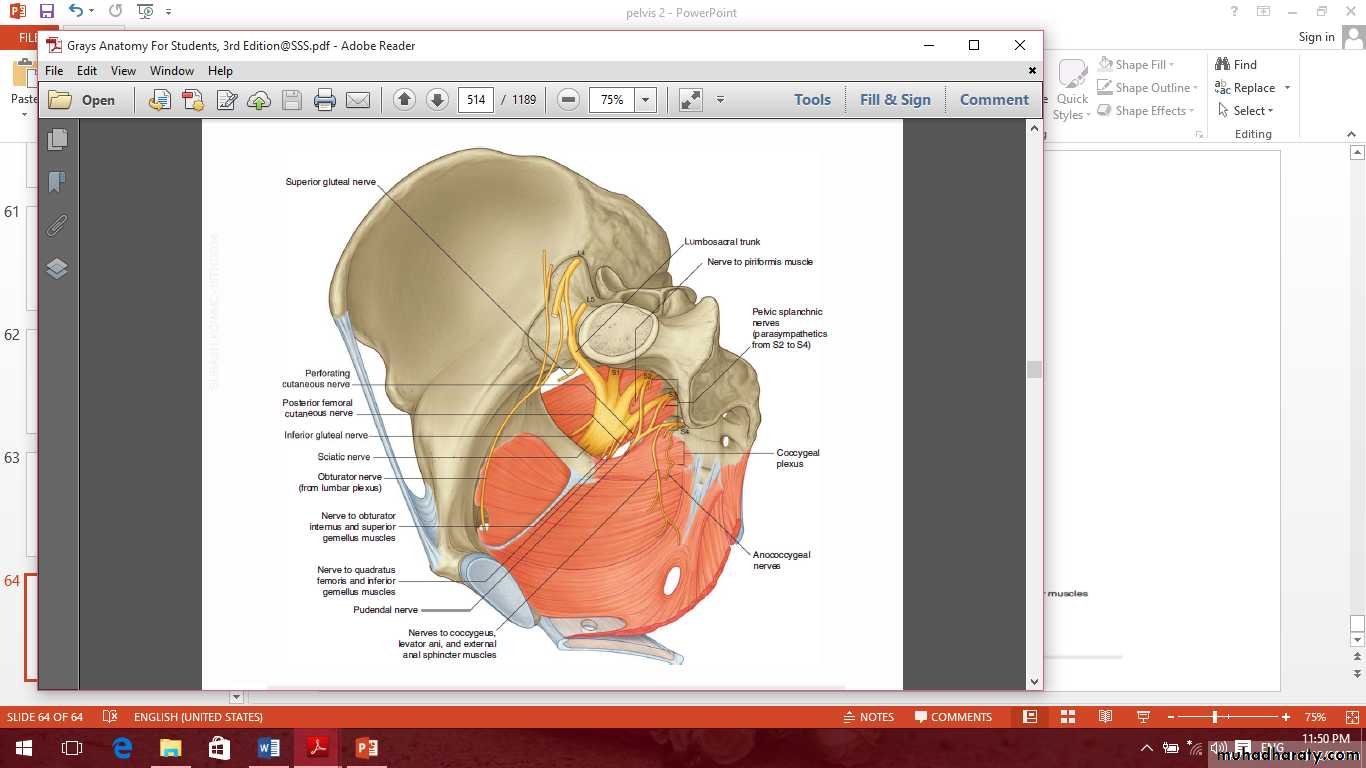 Pelvis 2 ppt