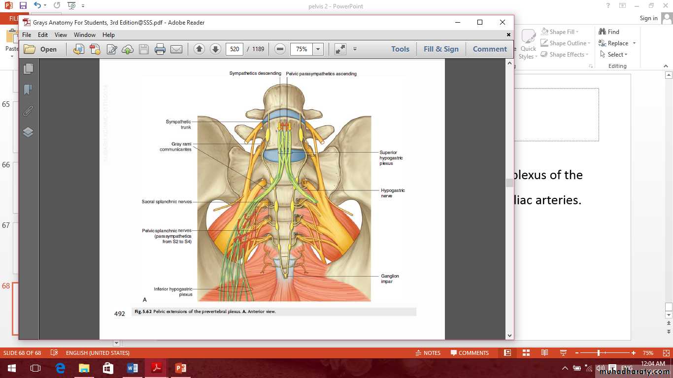 Pelvis 2 ppt