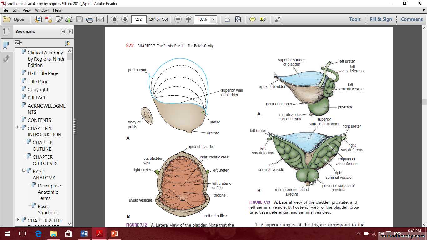 Pelvis 2 ppt