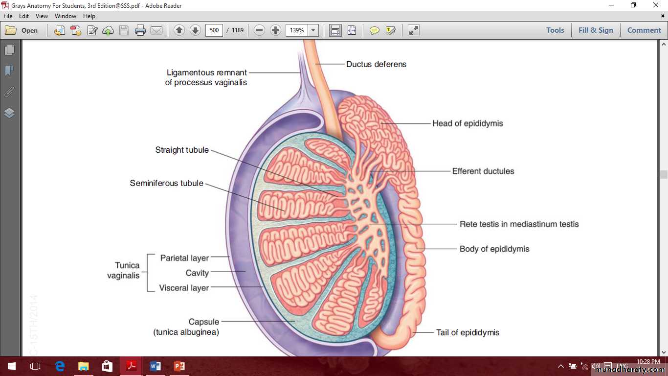 Pelvis 2 ppt