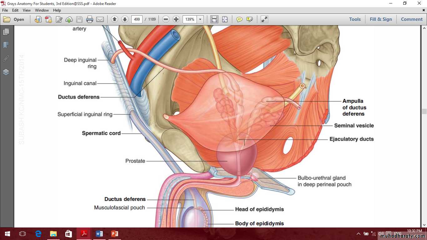 Pelvis 2 ppt