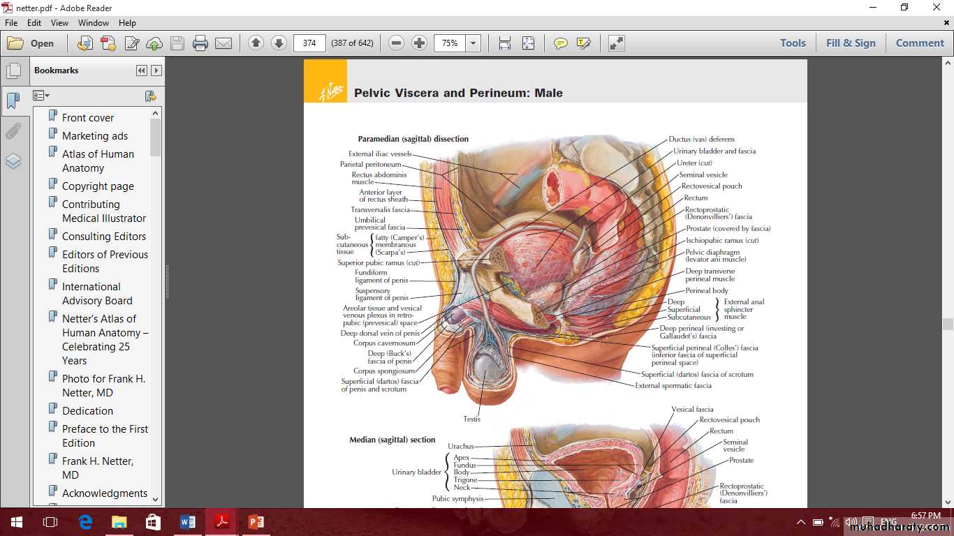 Pelvis 2 ppt