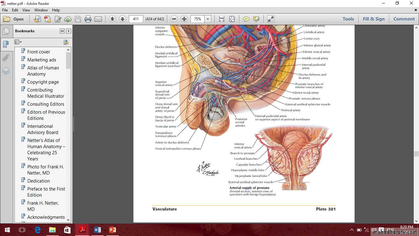 Pelvis 2 ppt