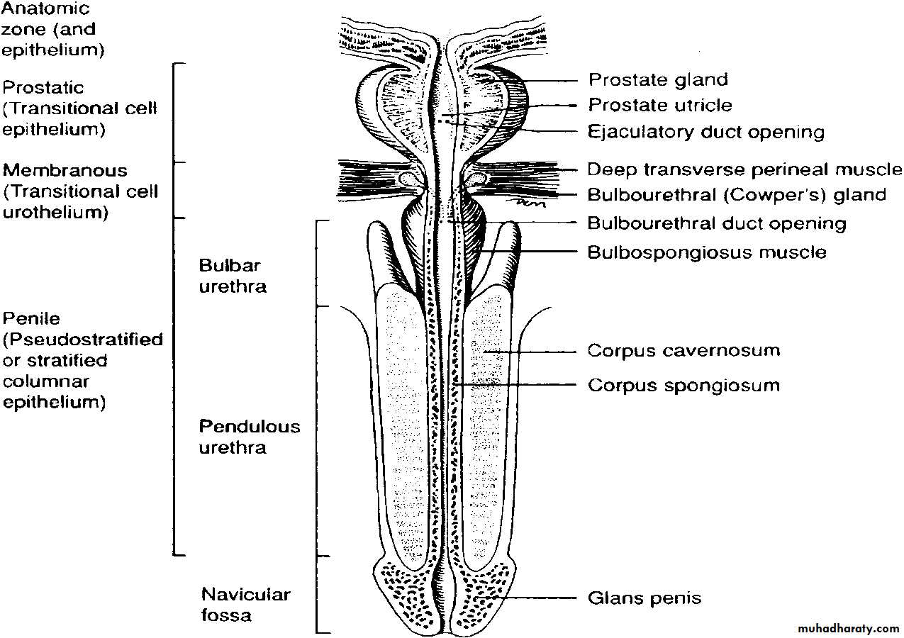 Urethra inury and hypospadias final