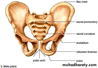 pelvic fracture