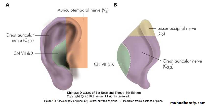 Ear