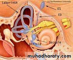 Ear