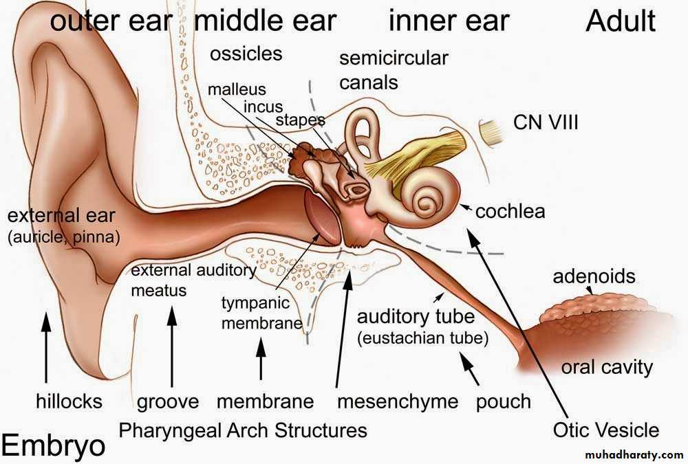 Ear
