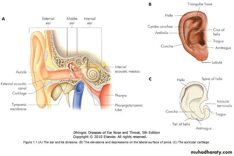 Ear