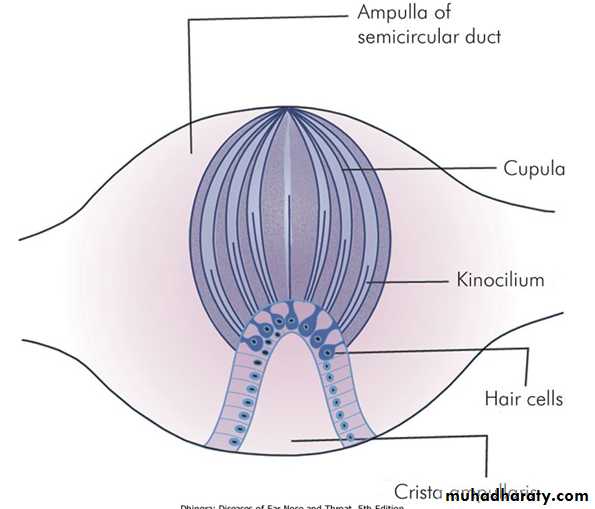 Ear