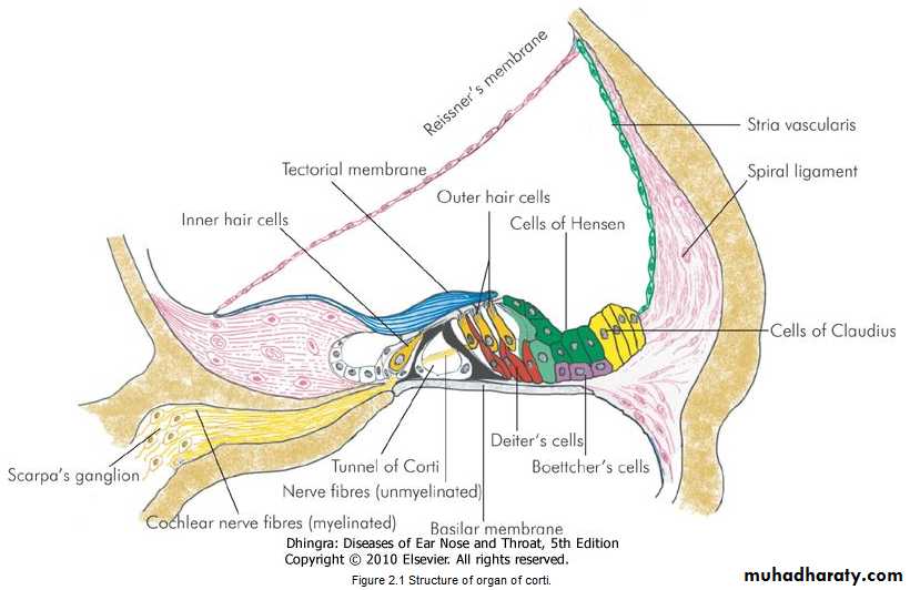 Ear