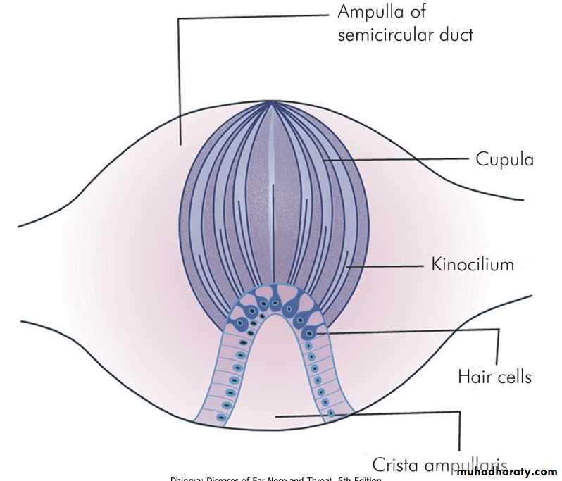 Ear