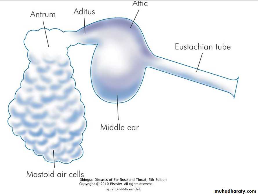 Ear