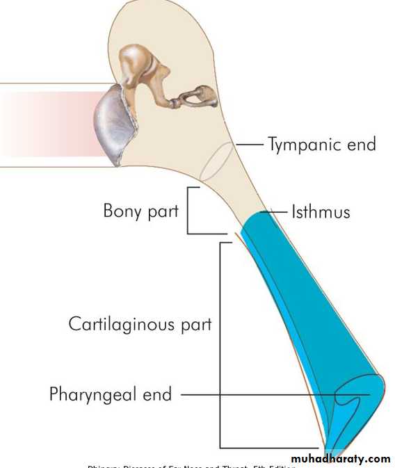 Ear