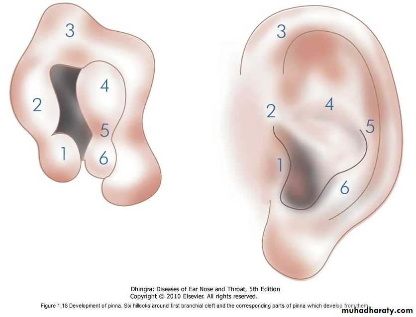 Ear