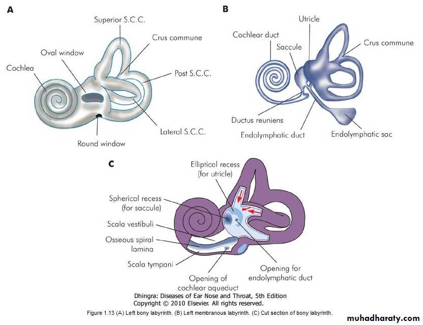 Ear