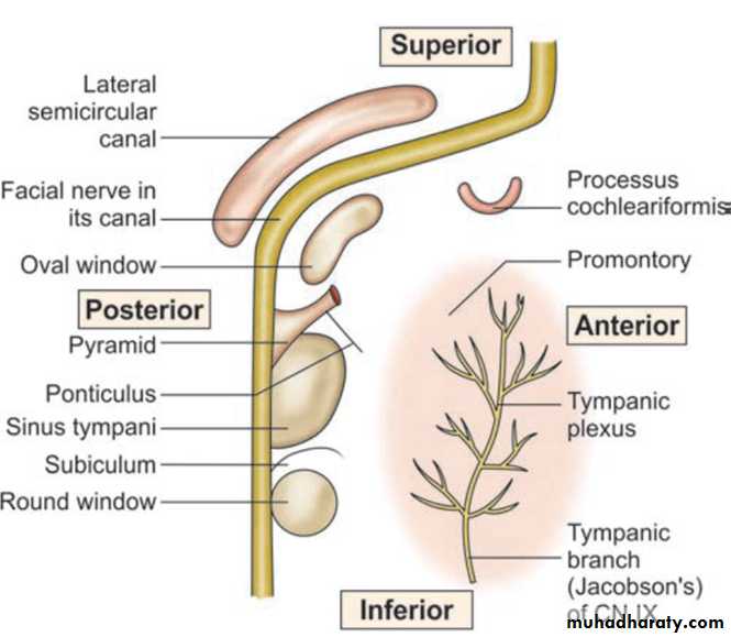 Ear