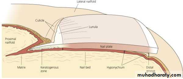 NailDiseases