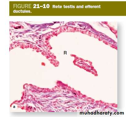 Male Reproductive System