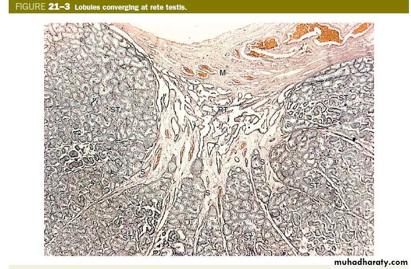 Male Reproductive System