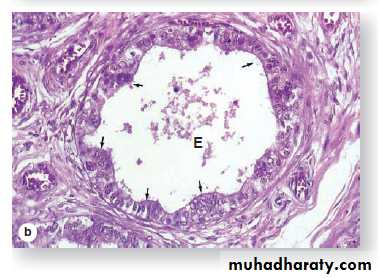 Male Reproductive System