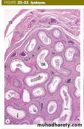 Male Reproductive System