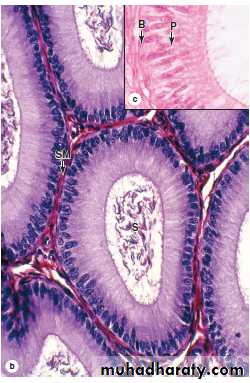 Male Reproductive System