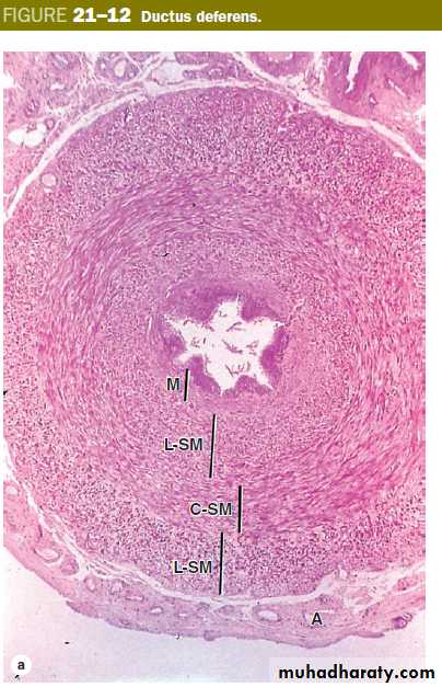 Male Reproductive System