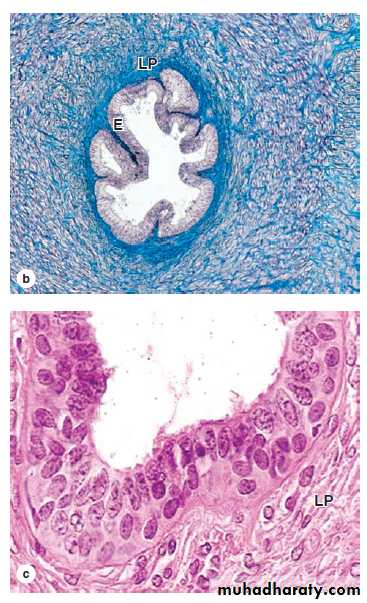 Male Reproductive System