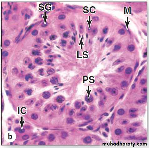 Male Reproductive System