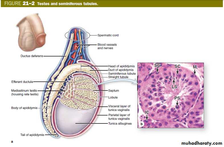 Male Reproductive System