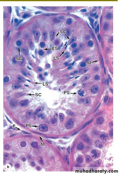 Male Reproductive System