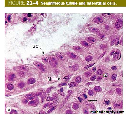 Male Reproductive System