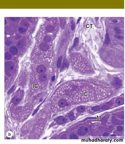 Male Reproductive System