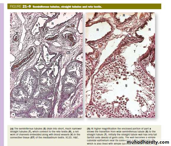 Male Reproductive System
