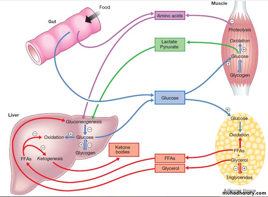 Diabetes Mellitus