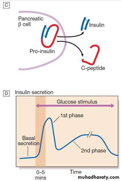 Diabetes Mellitus