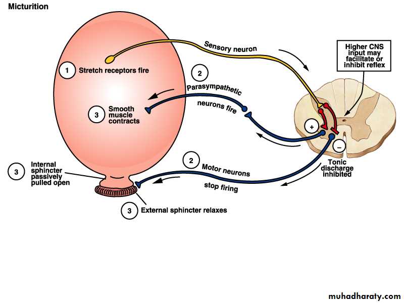 Renal physiology5
