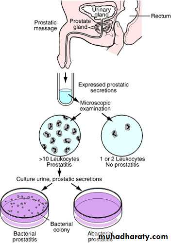 Male Reproductive System