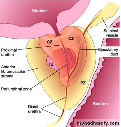 Male Reproductive System