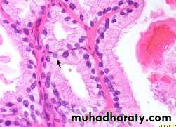 Male Reproductive System