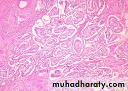 Male Reproductive System
