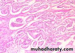 Male Reproductive System
