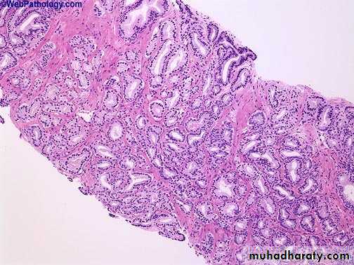Male Reproductive System