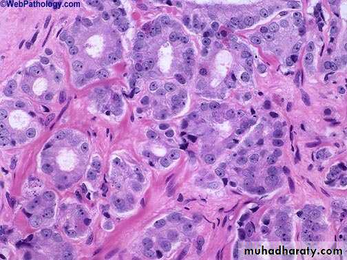 Male Reproductive System