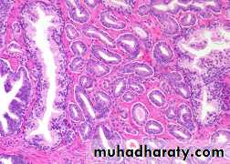 Male Reproductive System