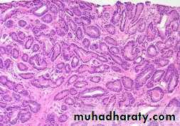 Male Reproductive System