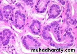 Male Reproductive System