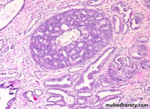 Male Reproductive System